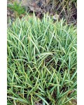 Осока птахоніжкова Варієгата | Carex ornithopoda Variegata | Осока птиценожковая Вариегата
